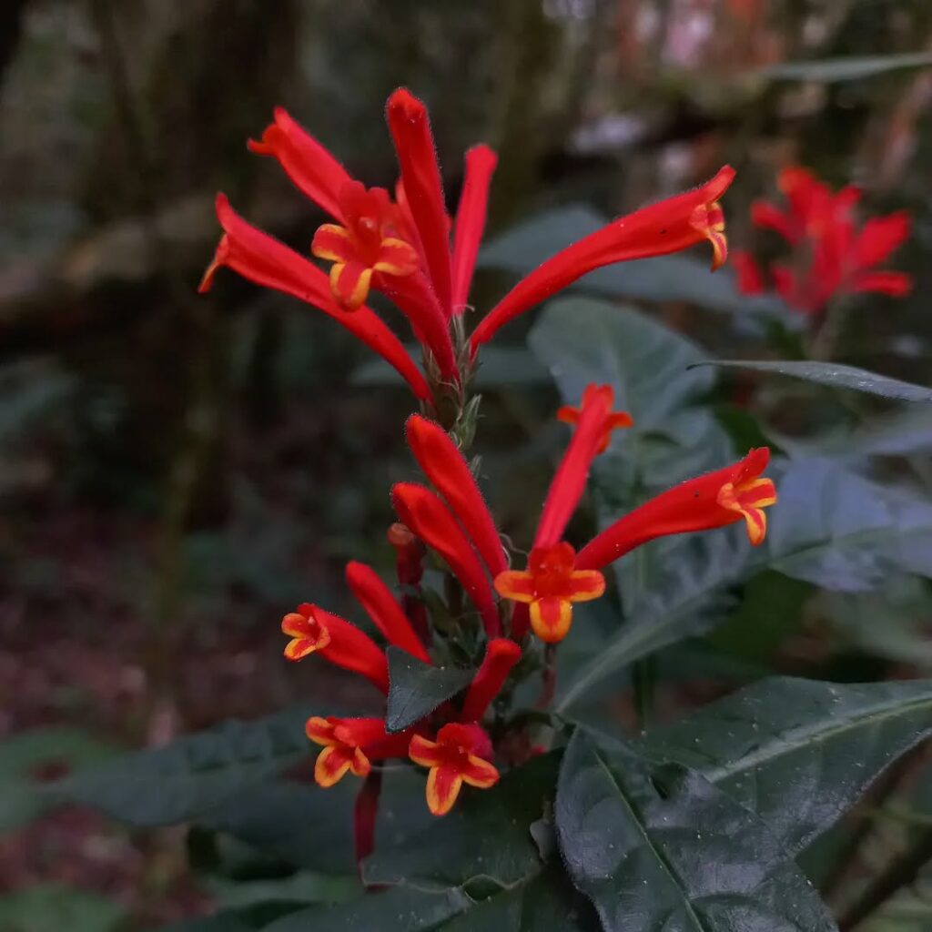 Aphelandra longiflora: uma joia da Mata Atlântica que merece seu espaço no jardim