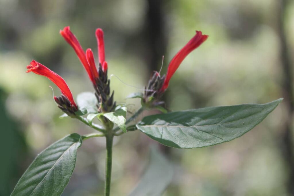 Aphelandra longiflora: uma joia da Mata Atlântica que merece seu espaço no jardim