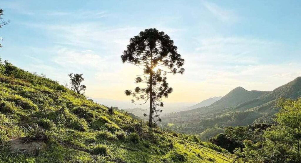 Araucária: conheça a fascinante trajetória da árvore que é símbolo de resistência e cultura no Sul brasileiro