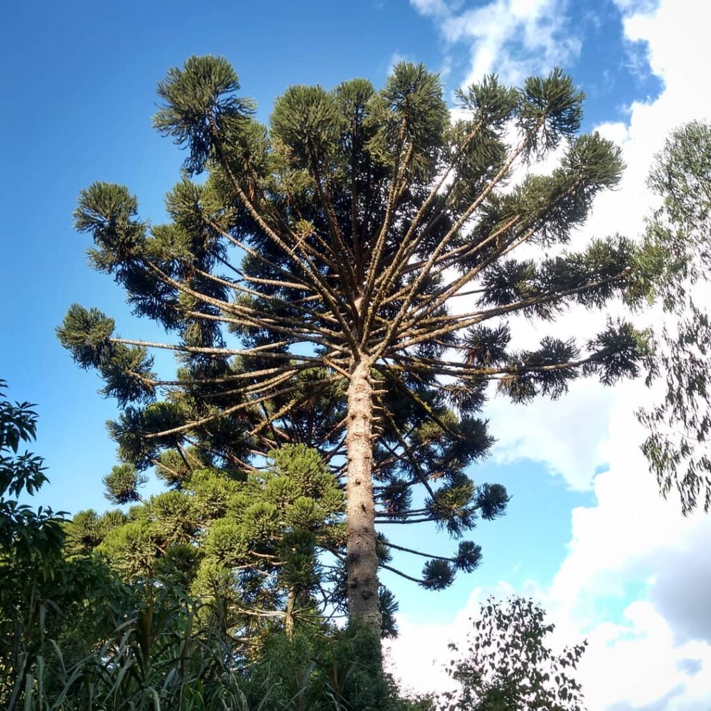 Araucária: conheça a fascinante trajetória da árvore que é símbolo de resistência e cultura no Sul brasileiro