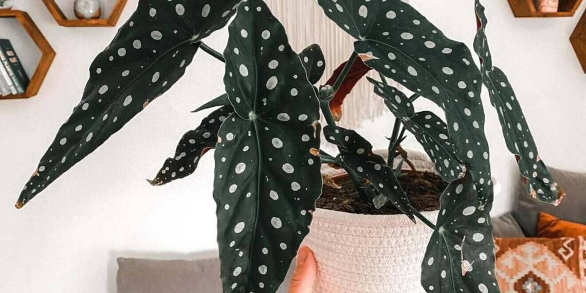 begonia maculata