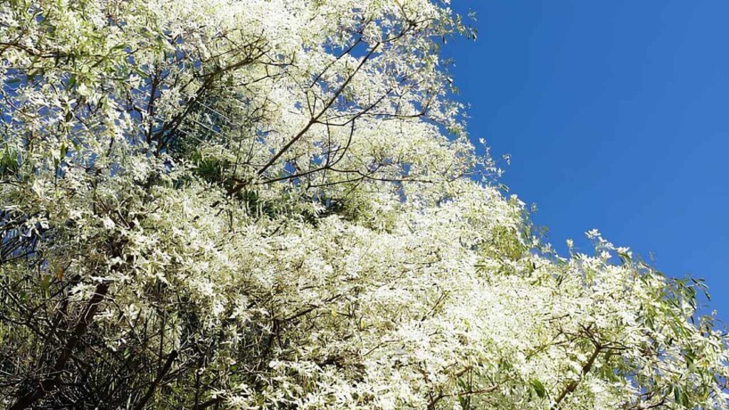 Euphorbia leucocephala