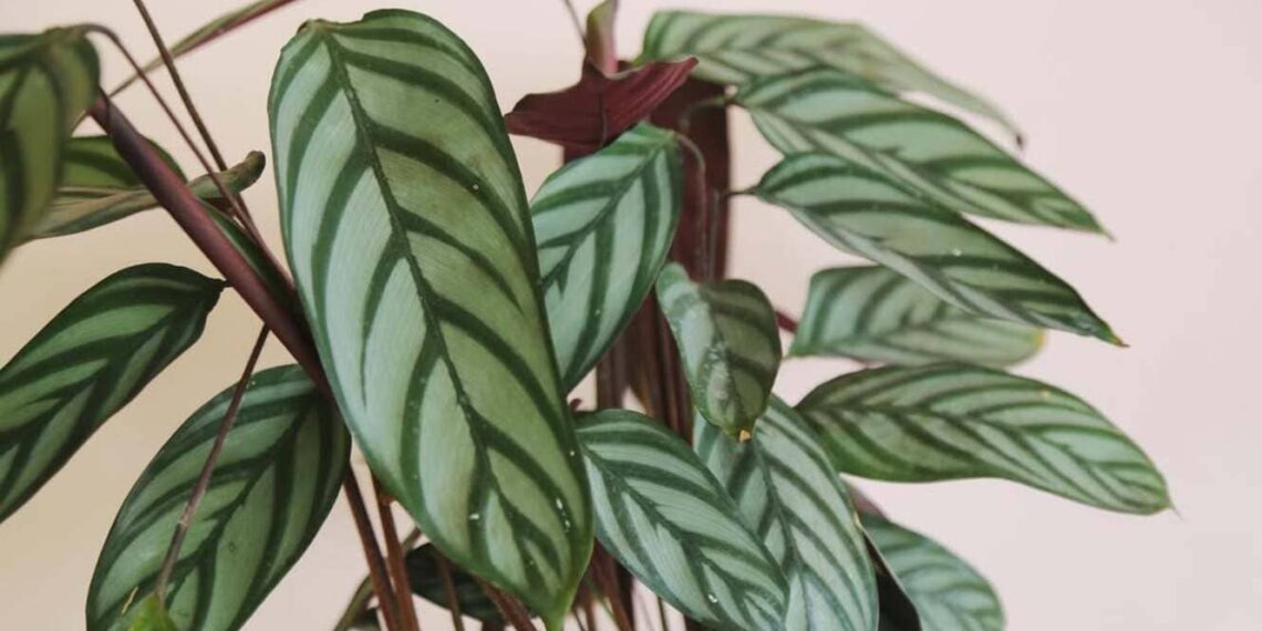 maranta setosa