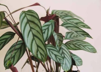 maranta setosa