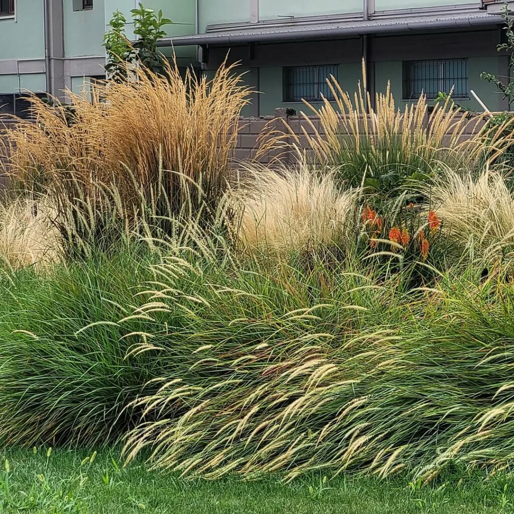 Capim-do-Texas: a leveza ornamental que transforma jardins com movimento e cor