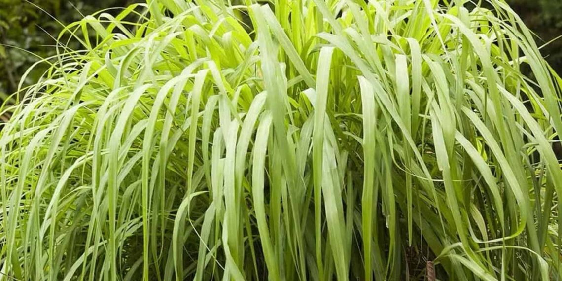 citronela