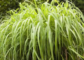 citronela