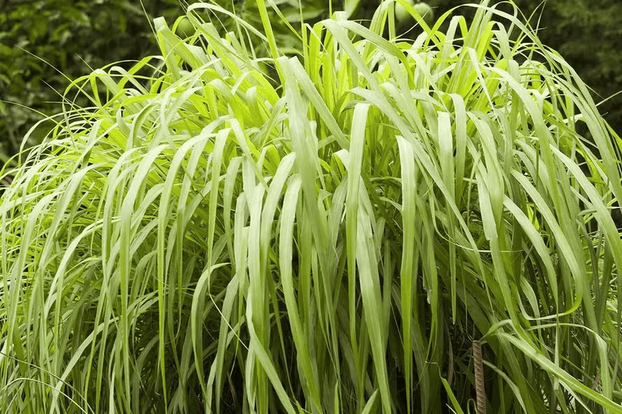 Citronela: aprenda a cultivar a planta aromática que afasta insetos e perfuma o jardim