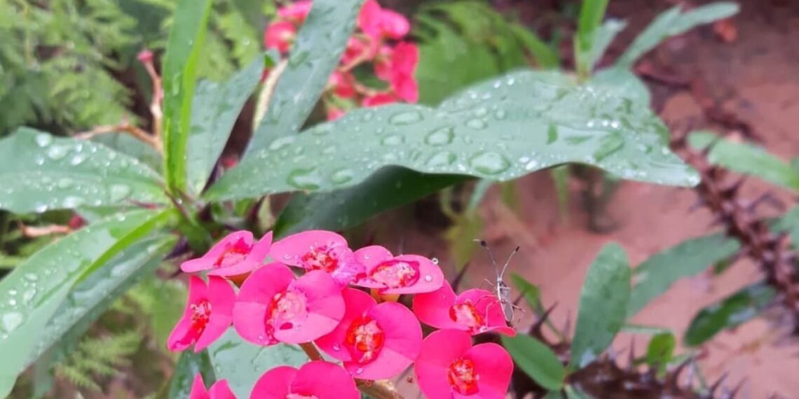 Motivos para cultivar a planta coroa-de-cristo em seu jardim.