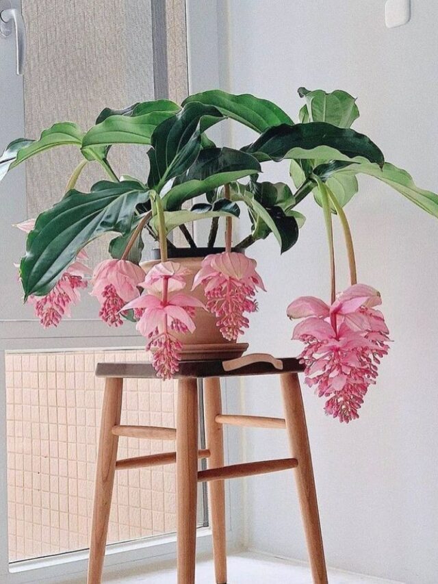 cropped-Medinilla-magnifica-4.jpg
