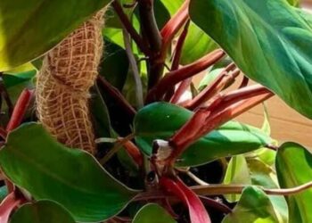 Philodendron erubescens