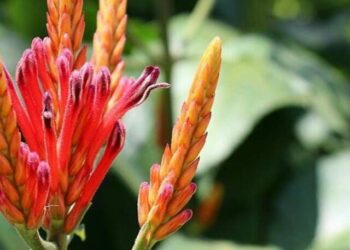 cropped-aphelandra-long-1.jpg