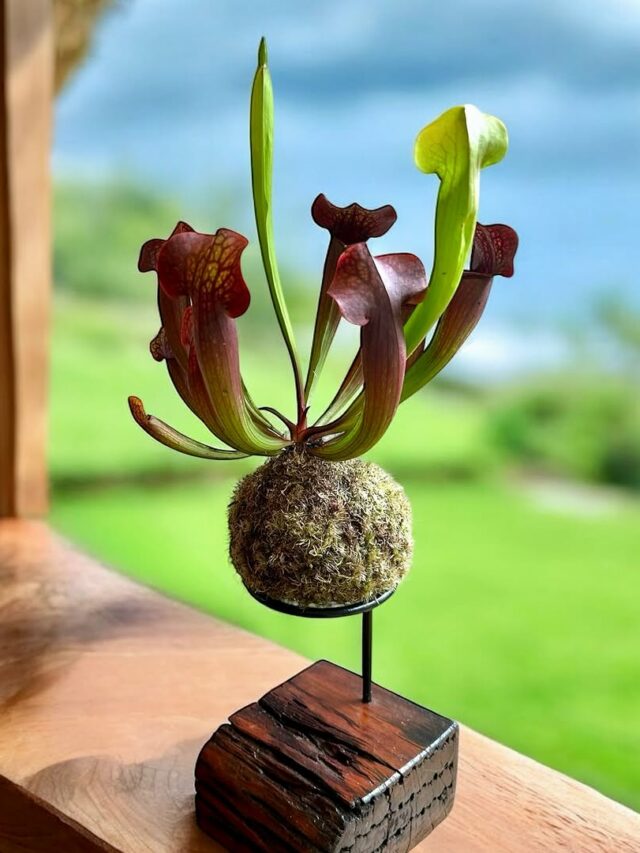 cropped-kokedama-2.jpg