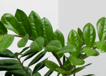 cropped-plantas-rega.jpg