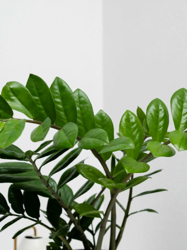 cropped-plantas-rega.jpg