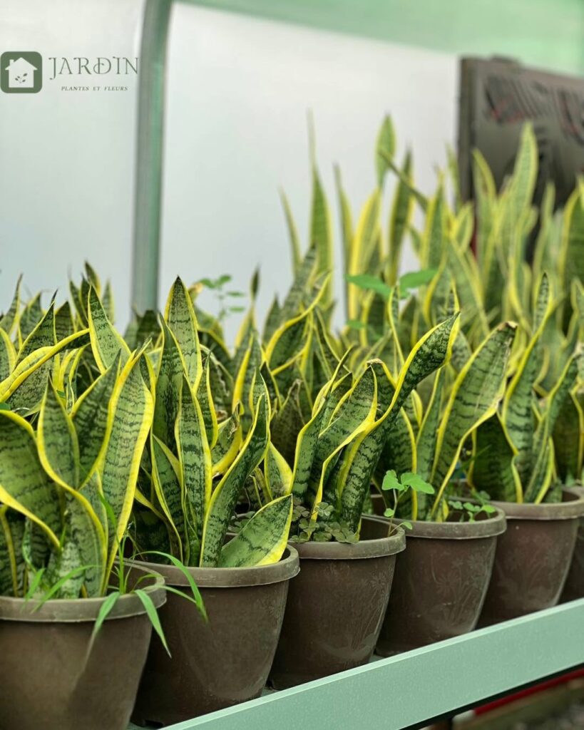 Espada-de-São-Jorge: a planta resistente que simboliza proteção e energia positiva