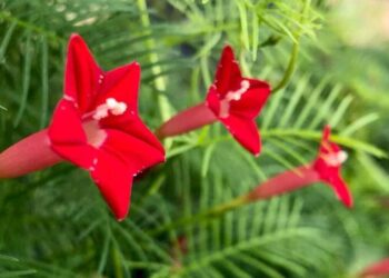Ipomoea quamoclit