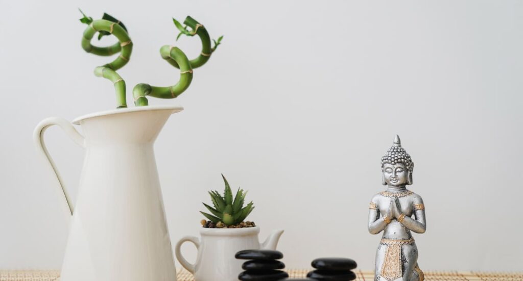 Conheça 2 plantas que afastam a negatividade, atraem equilíbrio e abundância, segundo o Feng Shui