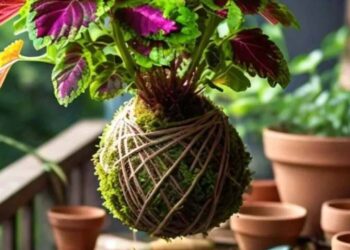 O segredo das kokedamas: arte verde que flutua