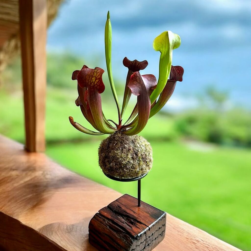 O segredo das kokedamas: arte verde que flutua
