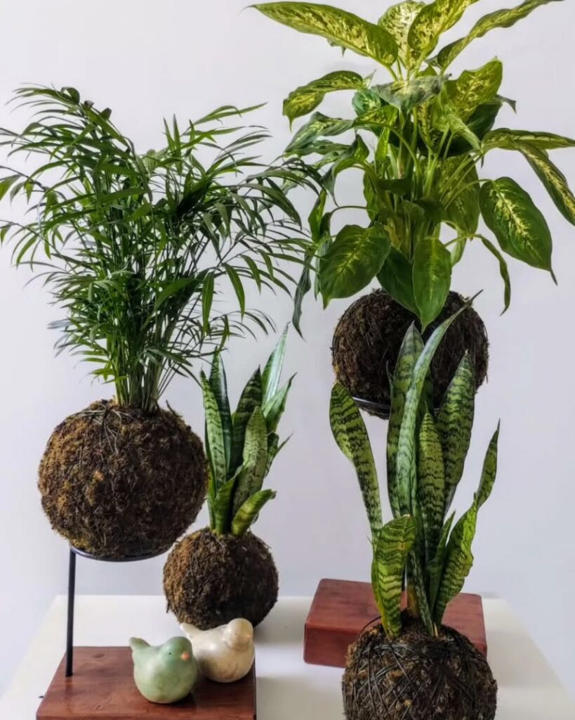 O segredo das kokedamas: arte verde que flutua