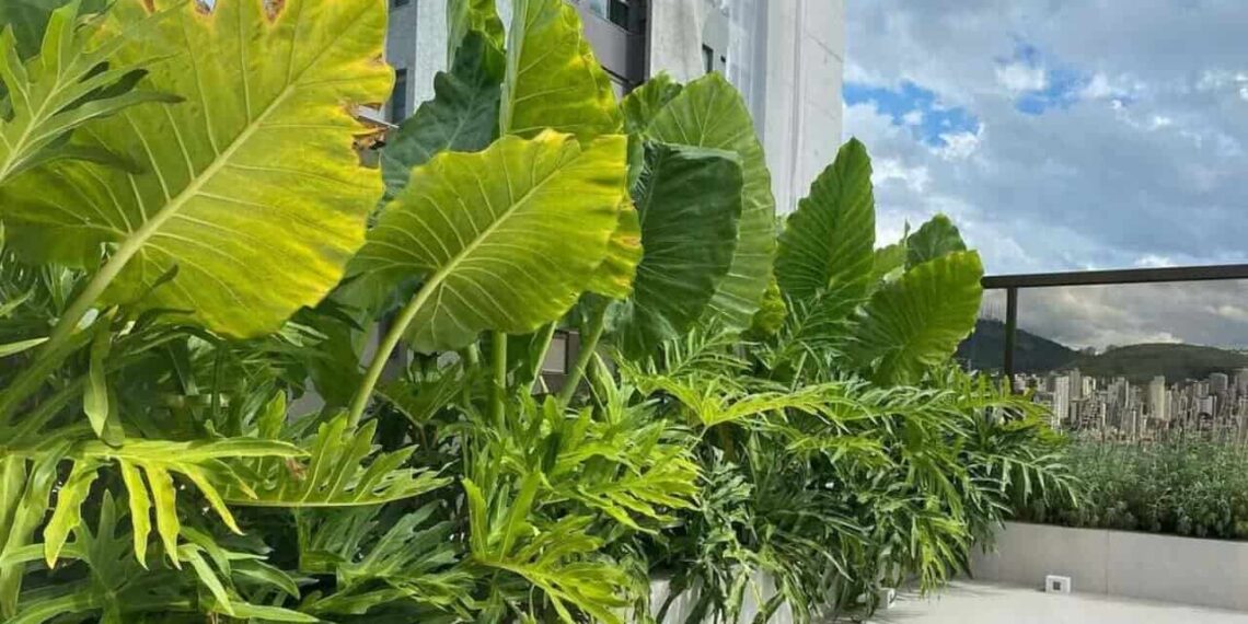 Orelha-de-elefante: a exuberância tropical que transforma jardins e interiores
