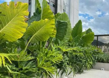 Orelha-de-elefante: a exuberância tropical que transforma jardins e interiores