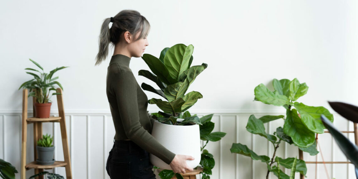 Ar puro dentro de casa: conheça plantas que purificam o ar e vivem bem sem sol direto