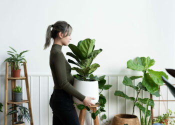 Ar puro dentro de casa: conheça plantas que purificam o ar e vivem bem sem sol direto