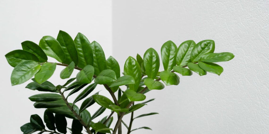 Plantas resistentes: conheça espécies que vivem bem com pouquíssima água