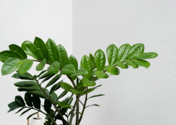 Plantas resistentes: conheça espécies que vivem bem com pouquíssima água