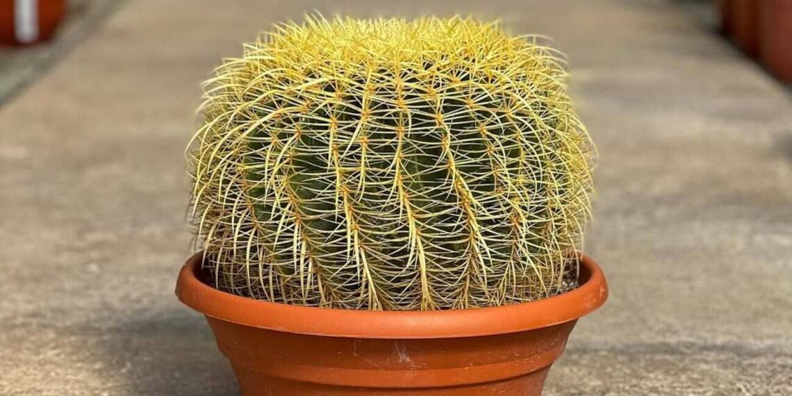 cacto poltrona de sogra
