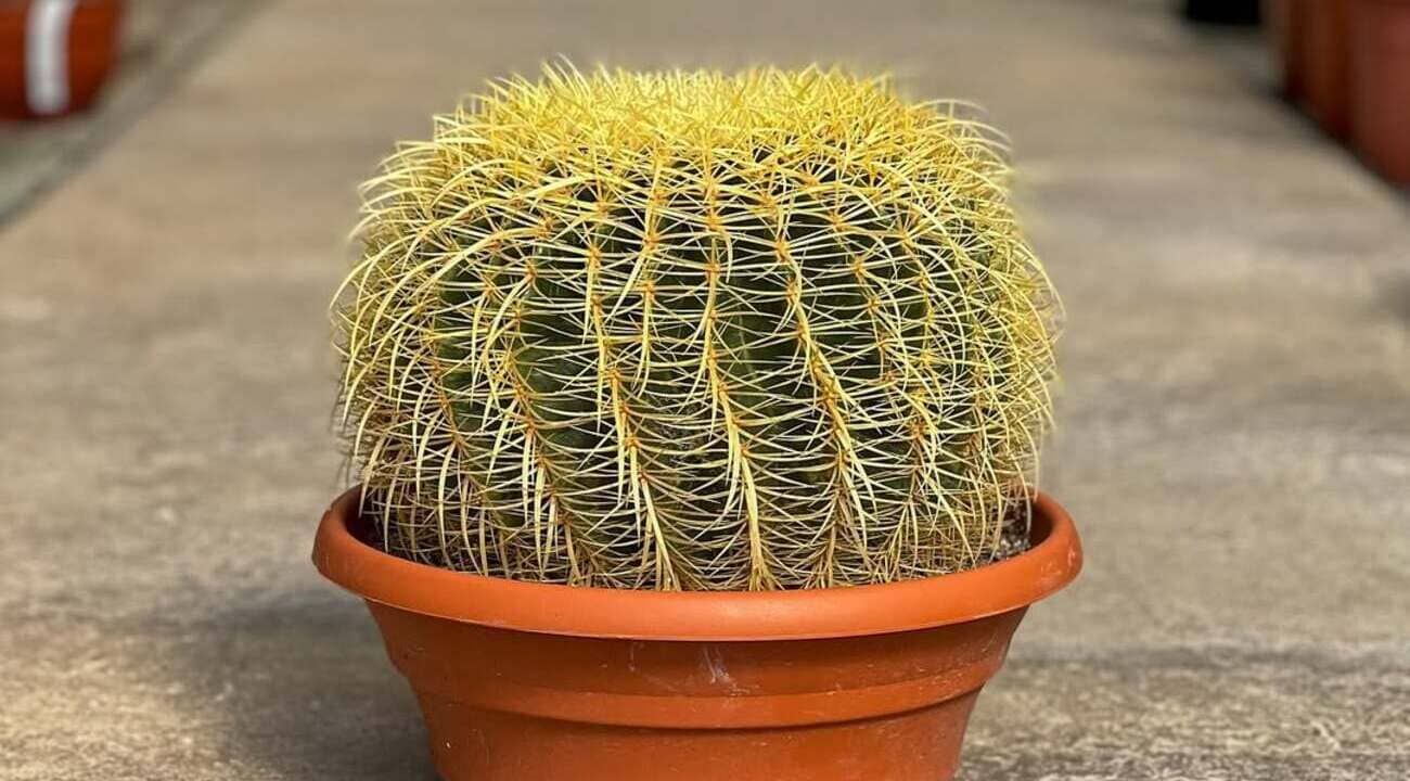 cacto poltrona de sogra