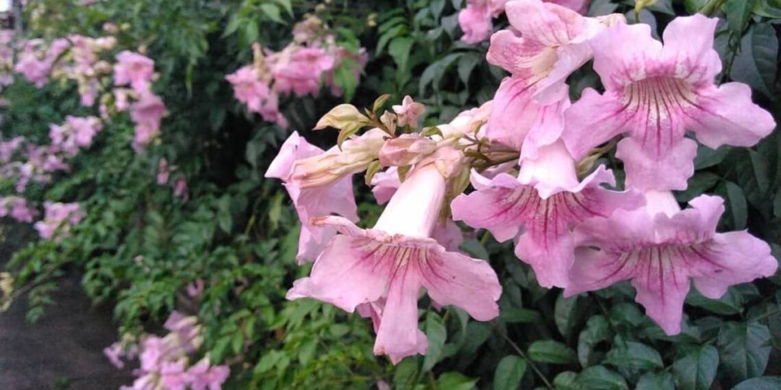 6 motivos para você ter a trepadeira Sete-léguas em seu jardim