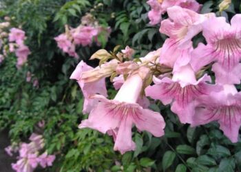 6 motivos para você ter a trepadeira Sete-léguas em seu jardim