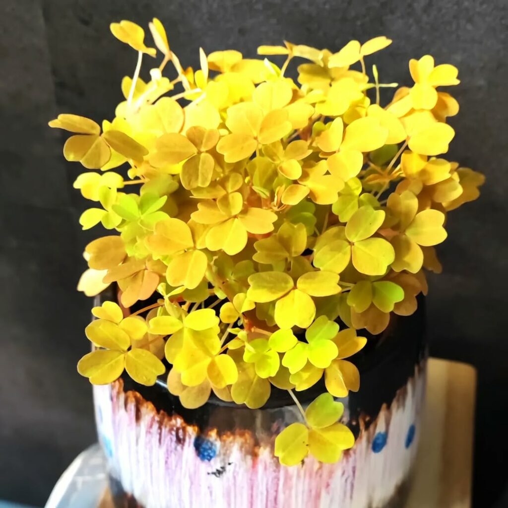 Trevo amarelo: beleza delicada e de fácil cultivo em vasos e jardins
