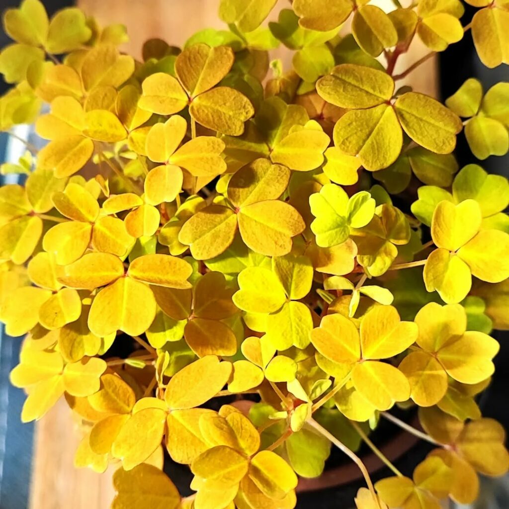 Trevo amarelo: beleza delicada e de fácil cultivo em vasos e jardins