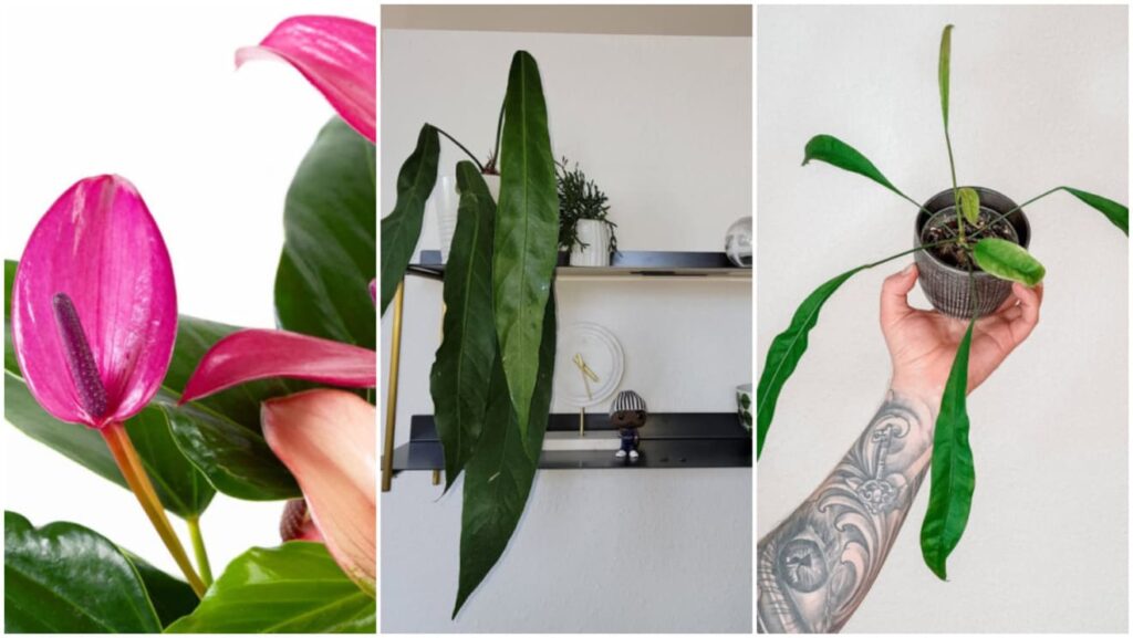 Antúrios raros que vão surpreender você