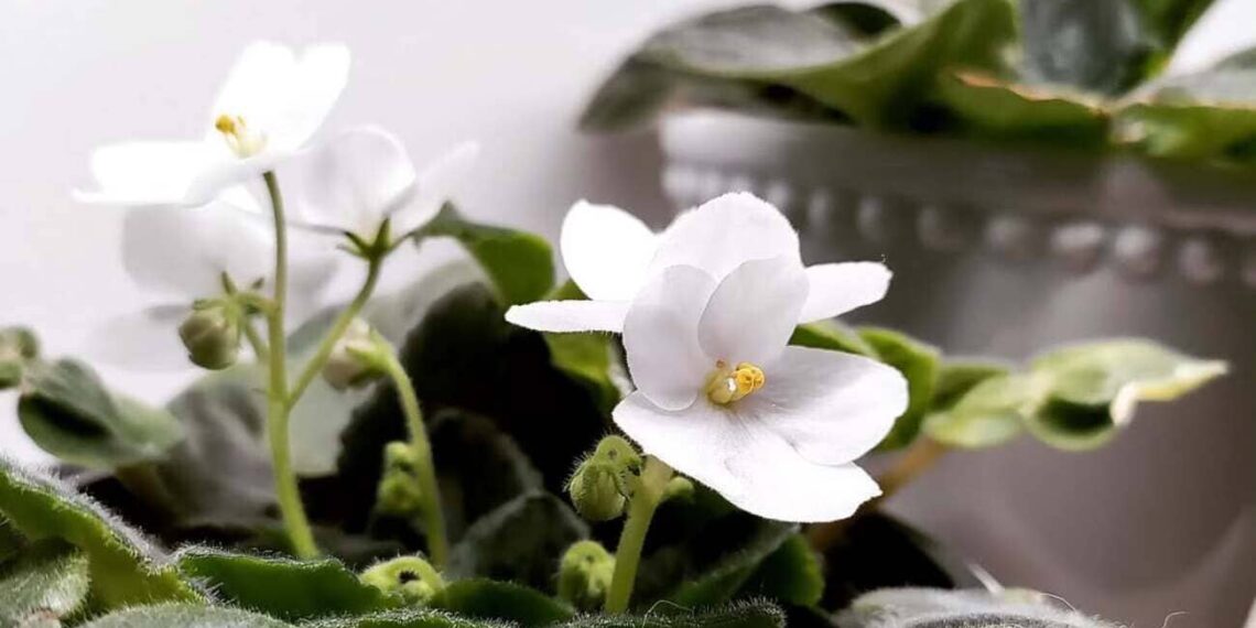 violeta africana