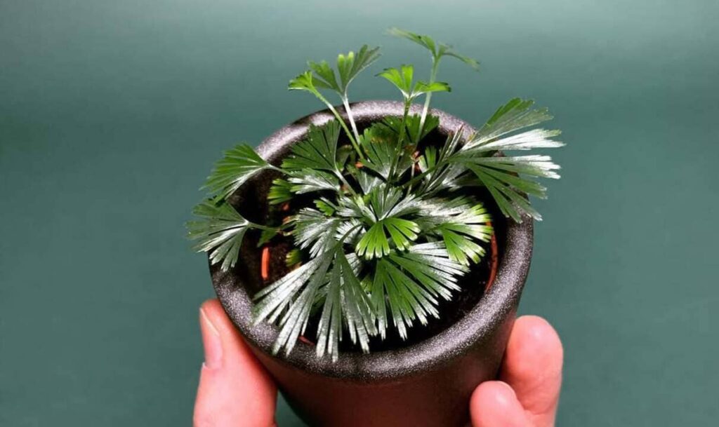 Actiniopteris australis: a samambaia em miniatura que conquista espaços com charme e delicadeza