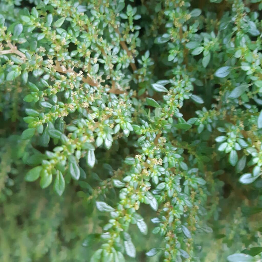 Planta brilhantina