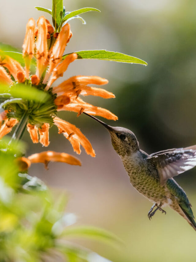 plantas - beija flor