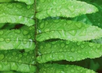 cropped-escadinha-do-ceu1.jpg