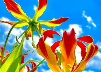 cropped-gloriosa-s-4.jpg