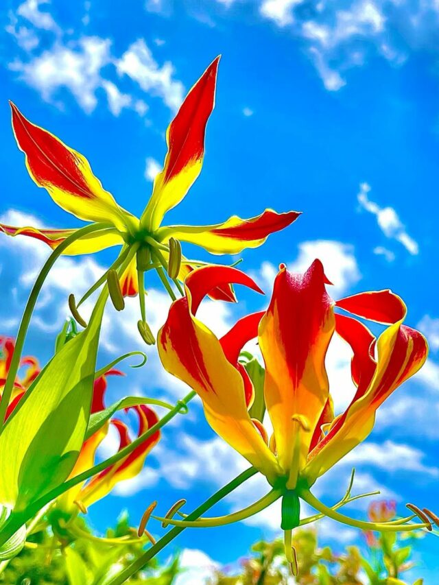 cropped-gloriosa-s-4.jpg