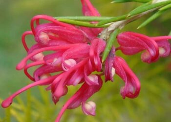 cropped-grevillea-3.jpg