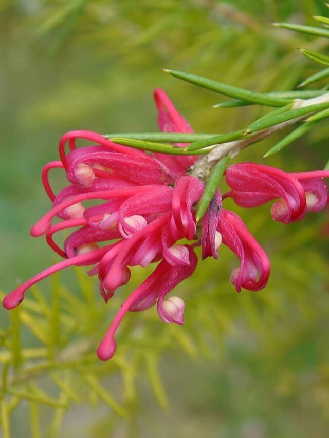 cropped-grevillea-3.jpg