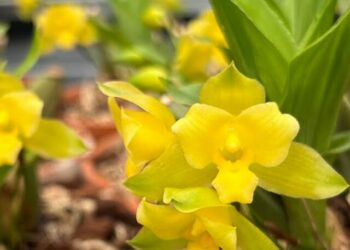 cropped-lycaste-4.jpg