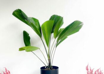 cropped-palmeira-leque-3.jpg