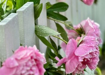 cropped-peonia-chinesa-3.jpg